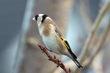 Garden Bird - Goldfinch