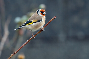 Garden Bird - GoldFinch