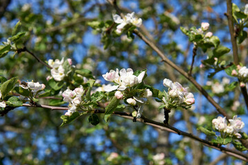 Apple blossoms against a blue sky