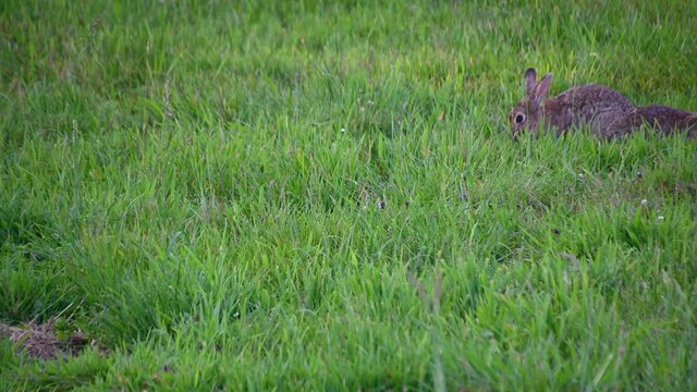 Group of cute rabbit nibbles on the grass chewing stem. Brown bunnies sitting on a green meadow in summer. Wild animals in the nature. Static shot, real time