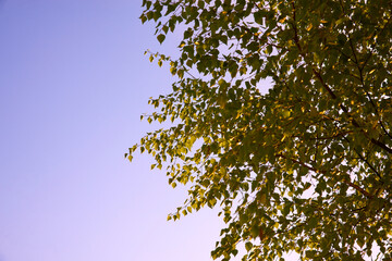 Birch branches against the sunset sky