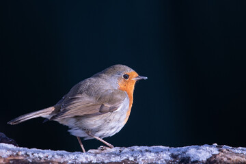 Garden Bird - Robin