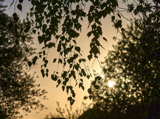 Birch branches against the sunset sky