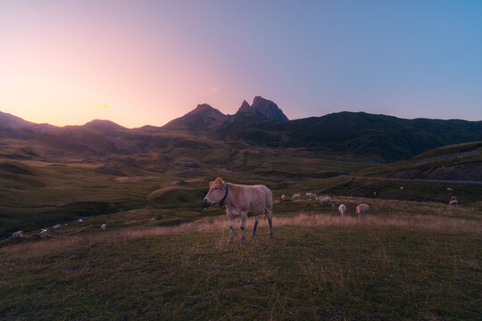 Cows grazing on pasture near mountains
