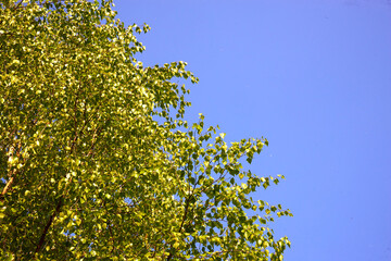 Green birch branches against blue sky