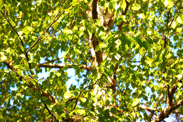Green birch branches against blue sky