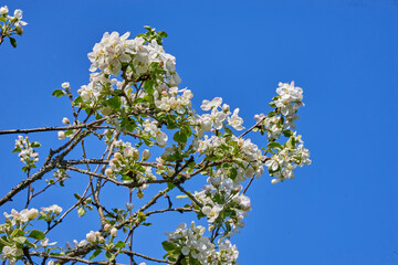 Apple blossoms against a blue sky