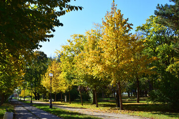 Naklejka premium Autumn in Karadjordjev Park Zrenjanin Serbia