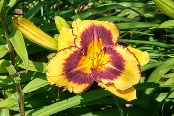 Yellow flower, top view