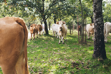 Cows standing on agricultural field