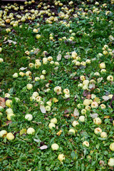 Yellow apples on green grass