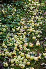Yellow apples on green grass