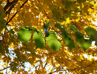 Green branch on a background of autumn leaves