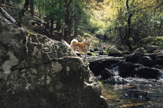 Akita dog standing on rock in forest