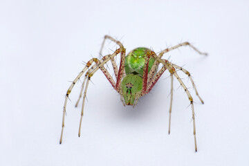 Green lynx spider, Oxyopes paykulli, Satara, Maharashtra, India