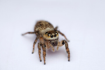 Heavy body jumping spider, Hyllus semicupreus, Satara, Maharashtra, India