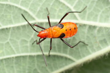 Orange assasin bug, Pselliopus species, Satara, Maharashtra, India