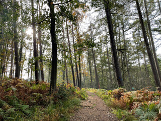 Path through Vijlenerbosch