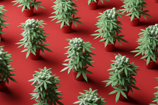 Three dimensional pattern of potted cannabis plants standing against red background