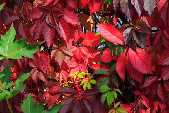 Close-up of red vines in autumn