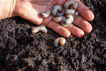 Top view close-up of many beetle larva or Grubs living in the soil of a compost, collected in the hand while gardening.