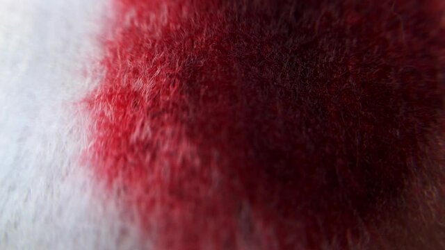 macro video a drop of blood falls on a textile napkin
