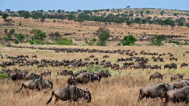 huge herd of blue wildebeest (Connochaetes mearnsi) and Zebras on great migration thru Serengeti National Park, Tanzania, Africa
