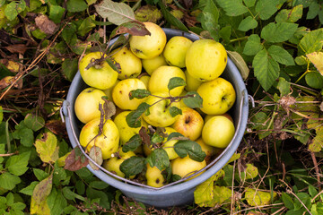 Plucked ripe yellow apples in a bucket , harvesting organic apples in the home garden