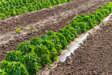 beds of blooming tomato bushes growing on a farm, at sunrise. agricultural field with planted rows of tomatoes