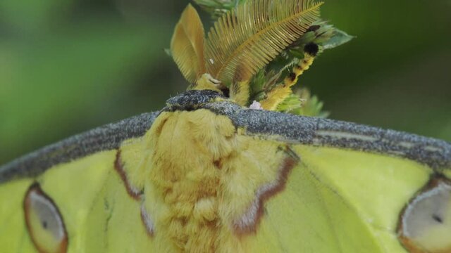 mouth of Madagascan comet moth close-up shot sitting motionless on a bush, greenish background