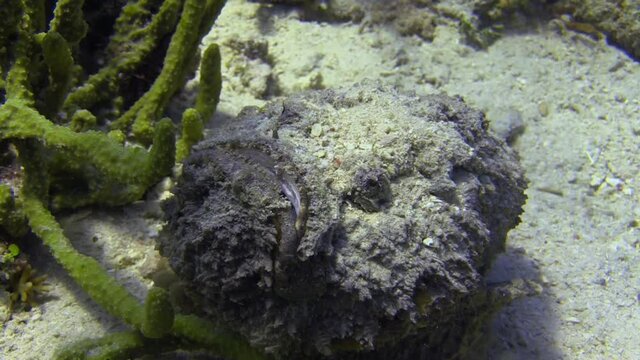 grey stonefish moves relatively quickly over coral reef. Uses fins to perform small hops. Camera zooms out into long shot revealing that stonefish is well camouflaged