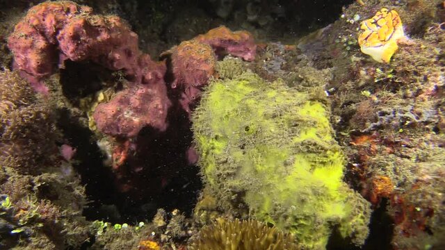 sleepy sponge crab hiding in a coral block by blending in, medium shot