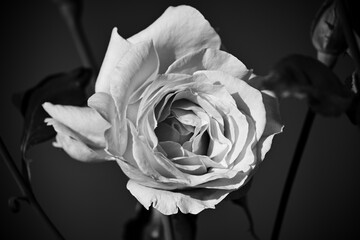 Closeup of a beautiful rose in full bloom capture in grayscale