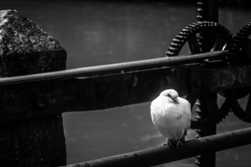 Grayscale of a lonely white dove perching on a metal surface in Treviso, Italy