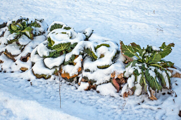 A bed of white cabbage is covered with fallen snow