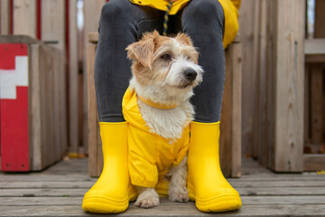 Jack Russell Terrier puppy in a yellow raincoat sits at the feet of a girl in boots