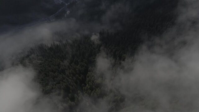 Drone flight above the mountains. Winter forest. Pine trees. Misty mountains. Mountains drone aerial footage. Epic view. Winter mountain view from above. Travel. Winter vacation. Treetops. Woodland