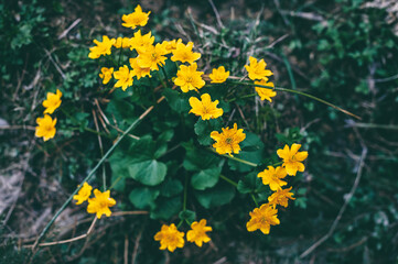 Marsh-marigold (Caltha palustris) on the banks of the creek. Blossoming marsh marigold in the spring. Beautiful dark background of small forest yellow flowers.