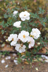 Roses in bloom and blossom in a garden