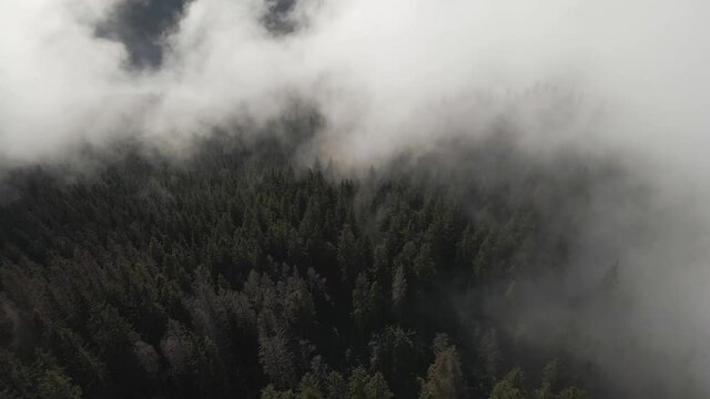 Drone flight above the mountains. Winter forest. Pine trees. Misty mountains. Mountains drone aerial footage. Epic view. Winter mountain view from above. Travel. Winter vacation. Treetops. Woodland