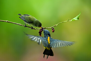 bird eating fruit