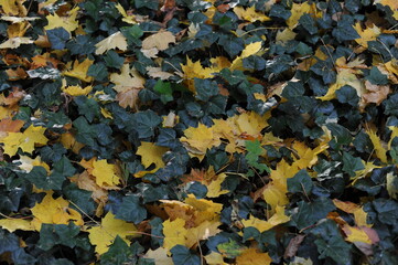 Autumn colors of foliage of leaves on trees in a park in fall 