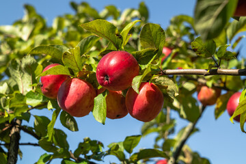 Bright red apples with green leaves on an apple tree branch.