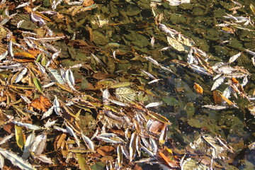Colored autumn leaves in water