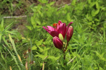 初夏の野原に咲く赤いスカシユリの花