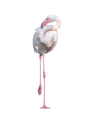 Flamingo pink , tropical animal wildlife , exotic
