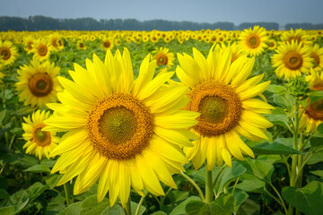 Fototapeta premium Beautiful yellow sunflowers in the field