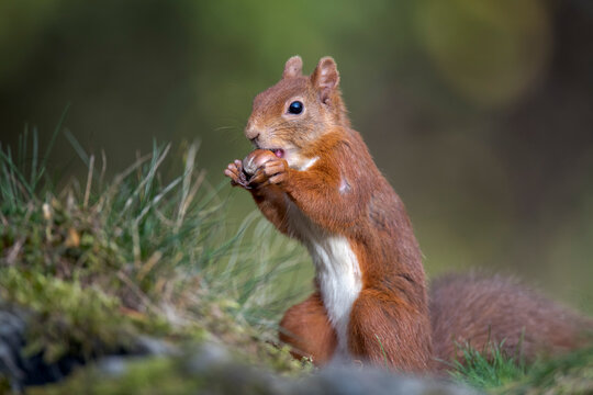 Eurasian red squirrel(Sciurusvulgaris)feeding on nut