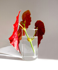 Propagating houseplant Begonia maculata, Polka dot begonia, in a glass container with water, isolated on a light background. Copy Space. Green leaves have silver and white spots with red undersides.
