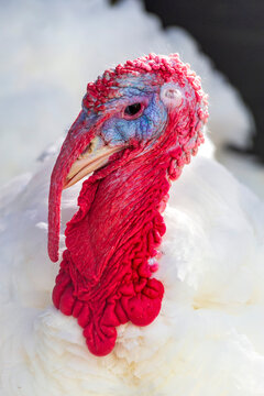 Portrait of turkey looking at camera